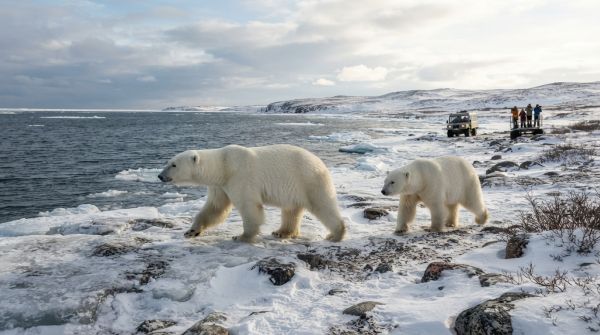Comment organiser une expédition pour observer les ours polaires au Canada?