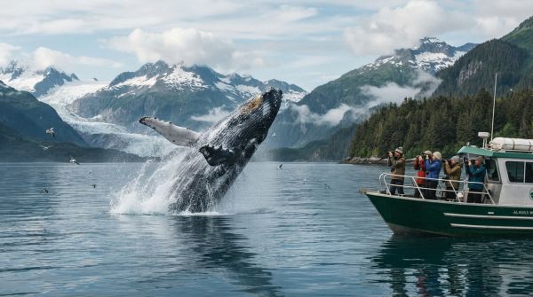 Quels sont les meilleurs spots pour l'observation des baleines à bosse en Alaska : périodes et lieux ?